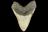 Fossil Megalodon Tooth - North Carolina #109807-2